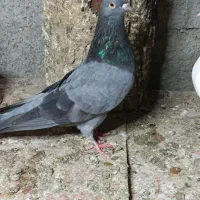 زاغ گلکی/سبز نفتی|پرنده|بندرعباس, |دیوار