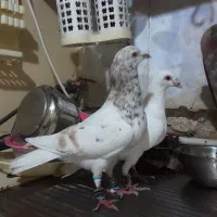 ۳تا کفتر غریب|پرنده|بجنورد, |دیوار