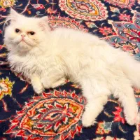 واگذاری رایگان گربه پرشین سفید نر