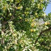 باغ-سیب-زردجریب-300در-کوهان-وجهان-آباملاک-سیدذاکر