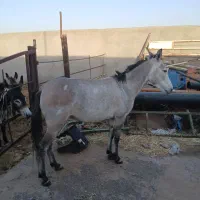 قاطر|حیوانات مزرعه|جعفرآباد, |دیوار