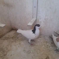 کبوتر