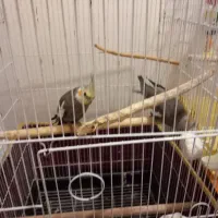 فروش عروس هلندی