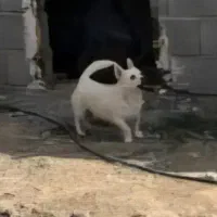 پاکوتاه ماده|سگ|اردبیل, |دیوار