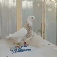 کفتر طوقی شازد خوب پرشی
