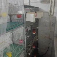 فنچ بنگالی نرگسی زبرا
