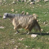 بز زاییده پاک