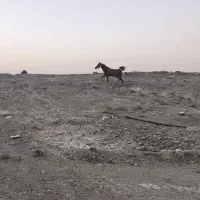 اسب دم گیر|اسب و تجهیزات اسب‌سواری|بهبهان, |دیوار