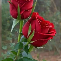 عالم خفیه و جفر اگه ب شناسی