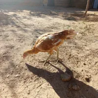 جوجه لاری|حیوانات مزرعه|باوله, |دیوار