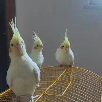 جوجه عروس هلندی