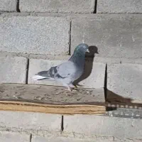 سبز دم سفید تخت