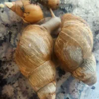 ۴ عدد حلزون طبی مناسب جوانسازی و باکس چوبی|خزنده|مهریز, |دیوار