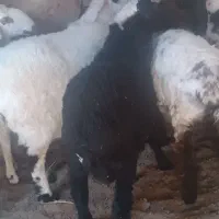 حیوانات اهلی