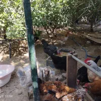 مرغ محلی|حیوانات مزرعه|برازجان, |دیوار