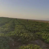 خربزه گوسفندی