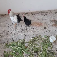 فروش مرغ وخروس