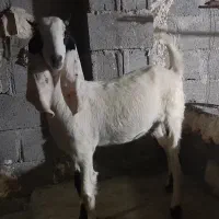 کهره ماده