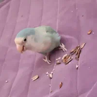 کوتوله وایت فیس|پرنده|مشهد, کوشش|دیوار