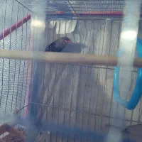 فنچ توت فرنگی