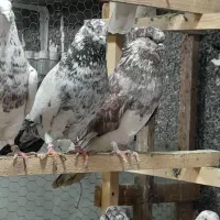 500کبوتردرجه یک|پرنده|قائمشهر, |دیوار