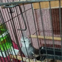 .عروس هلندی|پرنده|میناب, |دیوار