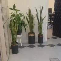 خدمات باغبانی باغچه کاری تعویضی خاک گلدون کاشت گل|خدمات باغبانی و درختکاری|تهران, ستارخان|دیوار