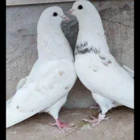 کبوتر|پرنده|نشتارود, |دیوار