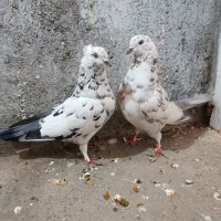 دو جفت کفتر پرشی|پرنده|ملایر, |دیوار