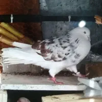 ۸‌عدد‌کبوتر‌پرشی