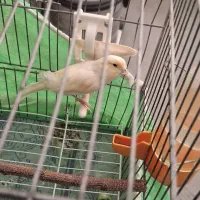 قناری نر یک ساله ریزه خونی میکنه