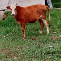 گاو گوساله چالوسی گاو ابستن|حیوانات مزرعه|رشت, پسیخان|دیوار