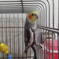 عروس هلندی نر سخنگو اهلی اهلی