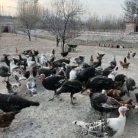 فروش مرغ و خروس وبوقلمون