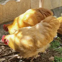 خروس اورپینگون