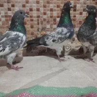 سلام ستا کلی سبز باکستانی شادگان