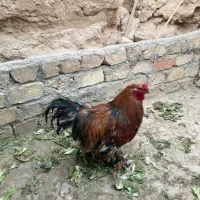 مرغ و خروس برهما پاتریچ