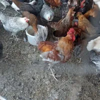 اردک ، خروس