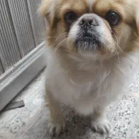 سگ پاکوتاه گمشده|حیوانات|مراغه, |دیوار