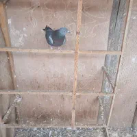 کبوتر زاغ نر