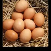 تخم مرغ محلی