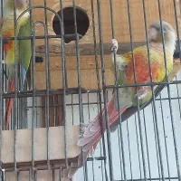 یک عدد گرینچیک نر یکساله مست|پرنده|رشت, جماران|دیوار