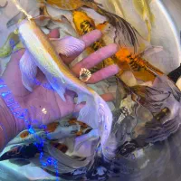 ماهی کوی سوپر باله و اکواریوم