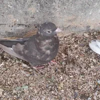 کبوتر|پرنده|شیراز, گلستان|دیوار