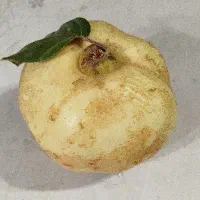 به سر درخت .میوه به تو با غ رو درخت حدود ۵ الی۶تن