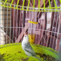 فنچ