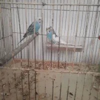 مرغ عشق