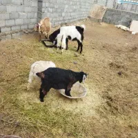 بز وبزغاله|حیوانات مزرعه|شیروان (خراسان), |دیوار