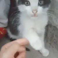 گم شده|حیوانات|خوی, |دیوار