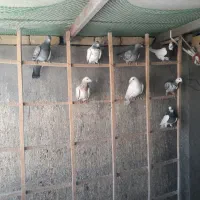 کبوترپرشی|پرنده|ضیاء آباد, |دیوار